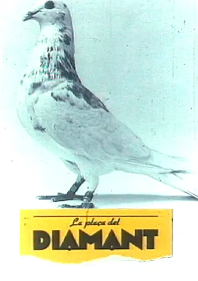 Imatge del cartell del títol